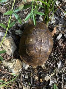 Box Turtle Stock Photos