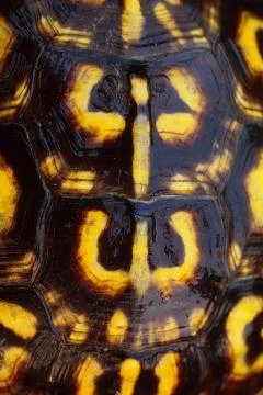 Box turtle shell close-up 스톡 사진