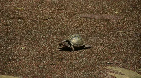 Box turtle slowly moving (Terrapene) 库存影片 12021042