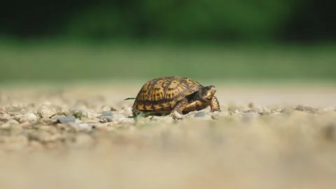 Box Turtle In Summer Shell Tortise Animal Nature Springtime Stock Footage 240298600