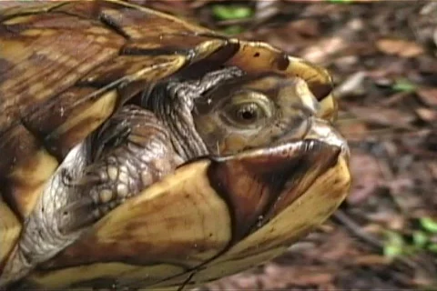 Box Turtle's Eye Stock Footage 453628