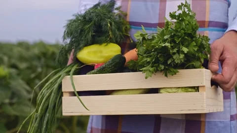 A box of vegetables in the hands of a farmer. Agricultural industry. farmer carr Stock Footage 252667475