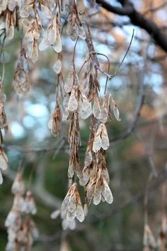 Boxelder (Acer negundo) Tree Seed Pods Foto stock
