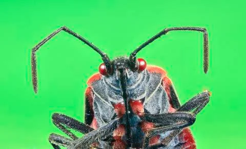 Boxelder bug up close with a green background Stock Photos