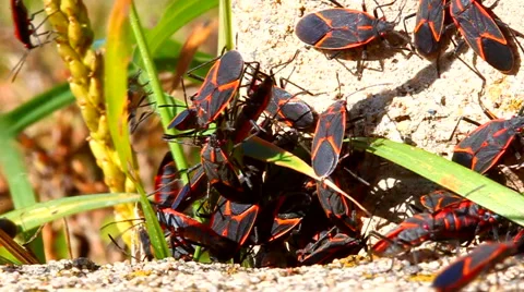 Boxelder Bugs (Boisea trivittata) Illinois Video stock 48009145