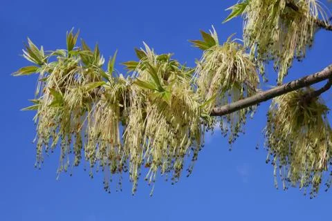 Boxelder maple flowering Stock Photos