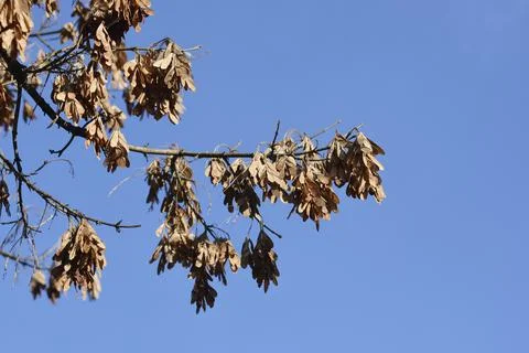 Boxelder maple Stock Photos