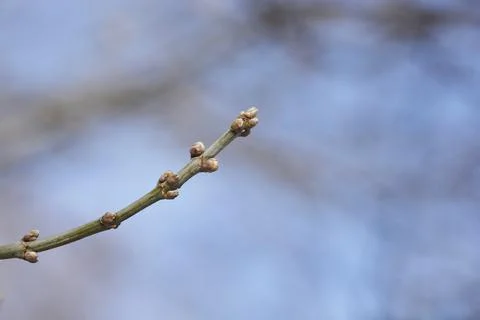Boxelder maple Stock Photos