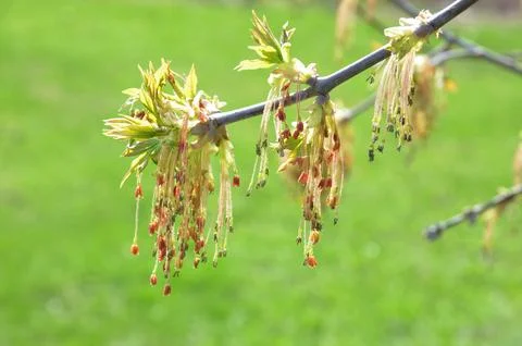 Boxelder maple tree (acer negundo) flowers (bloom) on a green background Foto stock