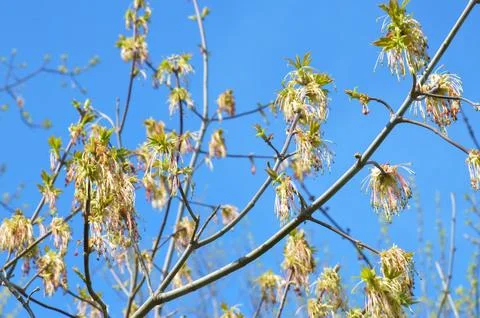 Boxelder maple tree (acer negundo) flowers (bloom) on a blue skies background Stock Photos