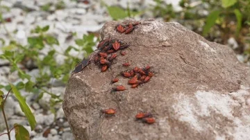 Boxelder Red Bugs Close Up Stock Footage 85596986