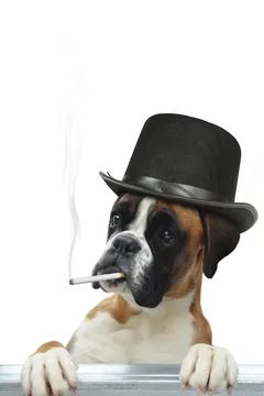 Boxer 294 Stock Photos
