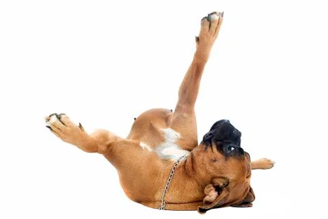 Boxer on the back Stock Photos