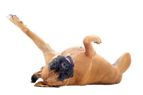 Boxer on the back Stock Photos