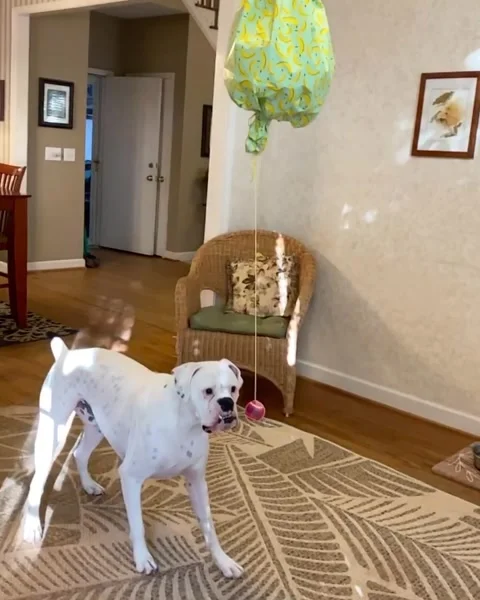 Boxer “Piñata Stick”