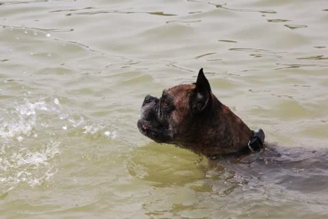 Boxer at the beach Foto stock