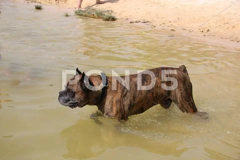 Boxer at the beach Stock Photos