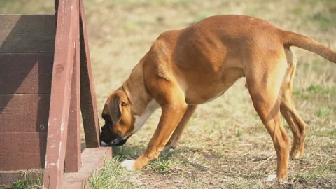 Boxer breed dog Stock Footage 106803679