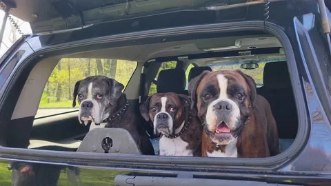 Boxer breed dogs (3)  in back of car gazing out window Stock Footage 205764279