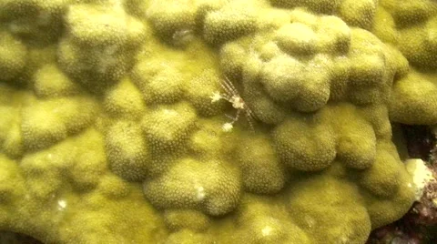 Boxer Crab Stockbeeldmateriaal 64800104