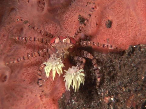 Boxer Crab Stock Footage 98703539