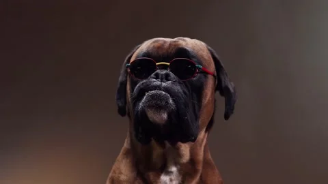 Boxer do wearing sunglasses barking on someone. Stock Footage 157257348