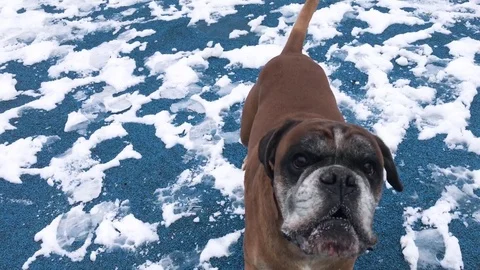 Boxer dog barking and attacking camera in the snow covered park. Stock Footage 74692964