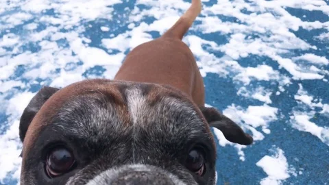 Boxer dog barking and attacking camera in the snow covered park. Vídeo Stock 74693736