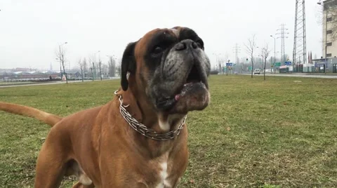 Boxer dog barking Stock Footage 50018317