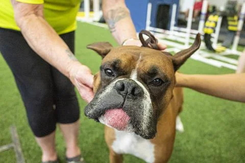 Boxer dog breed Stock Photos