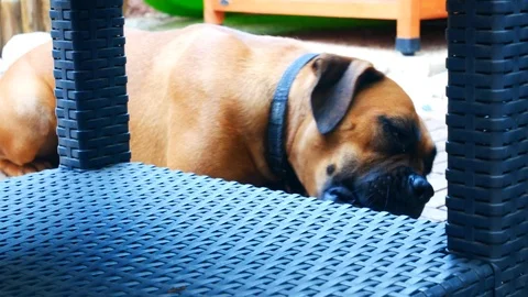 Boxer dog chewing Stock Footage 112588143