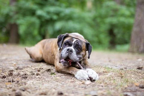 Boxer dog chewing on stick while lying down outdoors Stock Photos