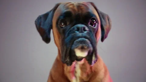 Boxer dog constantly moving head from left to right. Stock Footage 117546256
