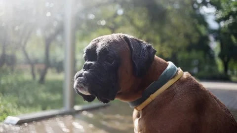 A boxer dog cools down next to a water curtain during the heatwave in summer. Stock Footage 156956034