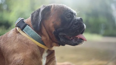 A boxer dog cools down next to a water curtain during the heatwave in summer. Stock Footage 156960513