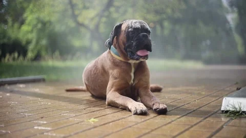 A boxer dog cools down next to a water curtain during the heatwave in summer. Stock Footage 156960550