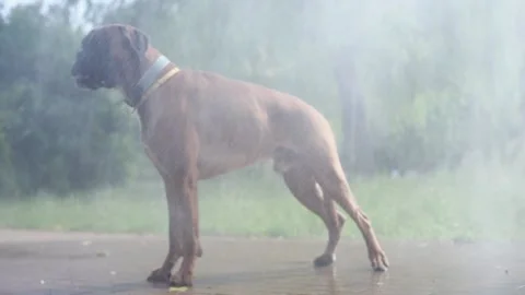 A boxer dog cools down next to a water curtain during the heatwave in summer. Stock Footage 156960659
