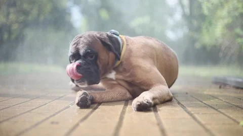 A boxer dog cools down next to a water curtain during the heatwave in summer. Stock Footage 156960675