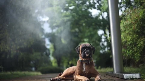A boxer dog cools down next to a water curtain during the heatwave in summer. Stock Footage 156969600