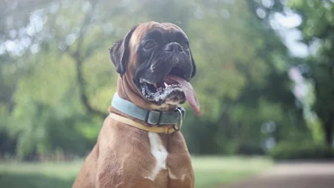 A boxer dog cools down next to a water curtain during the heatwave in summer. Stock Footage 156969631