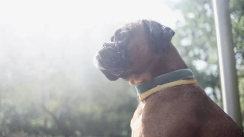 A boxer dog cools off next to a water curtain during the heatwave in summer. Stock Footage 156955979