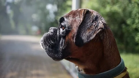 A boxer dog cools off next to a water curtain during the heatwave in summer. Video stock 156955987