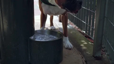 Boxer Dog Drinking Fresh Water from a Public Pet Fountain Stock Footage 346679120