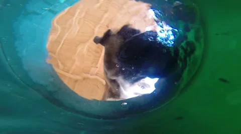 Boxer dog drinking water, viewed from underwater Stock Footage 39844429