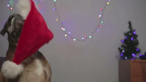 Boxer dog dropping santa hat from head. Stock Footage 82091547