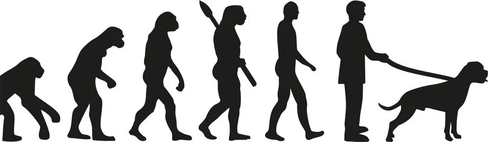 Boxer dog evolution イラスト素材