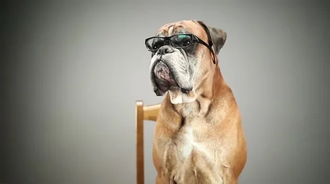 Boxer dog with eyeglasses Vídeo Stock 68549849