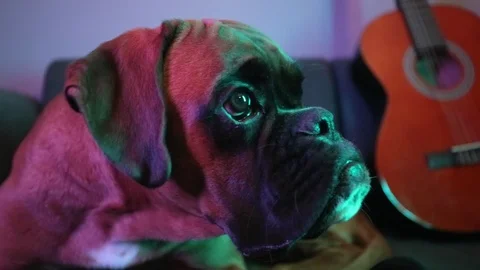 Boxer dog with guitar lying down on the sofa. 스톡 동영상 105976965