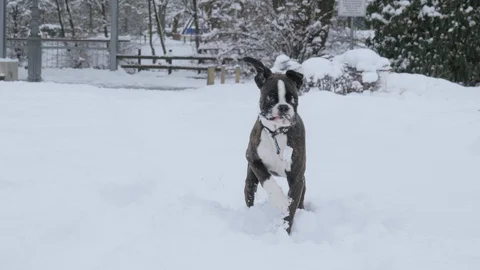 Boxer dog having fun in the snow Video stock 85971273
