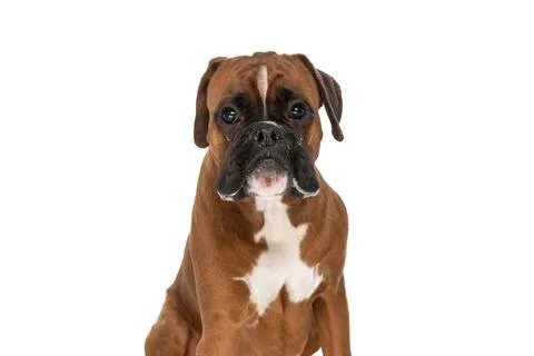 Boxer dog having a grumpy look on his face 스톡 사진